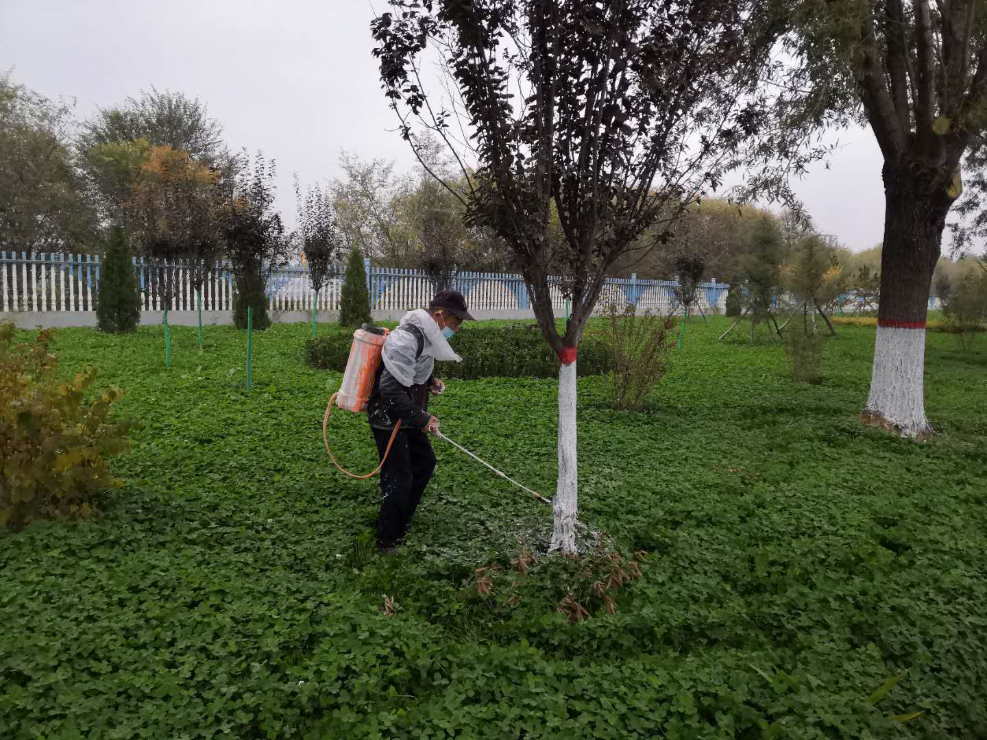 綠化公司扎實(shí)開展冬季綠化養(yǎng)護(hù)工作(圖2) 綠化公司扎實(shí)開展冬季綠化養(yǎng)護(hù)工作(圖2)